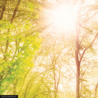 Akustikbild Wald – Bild 2