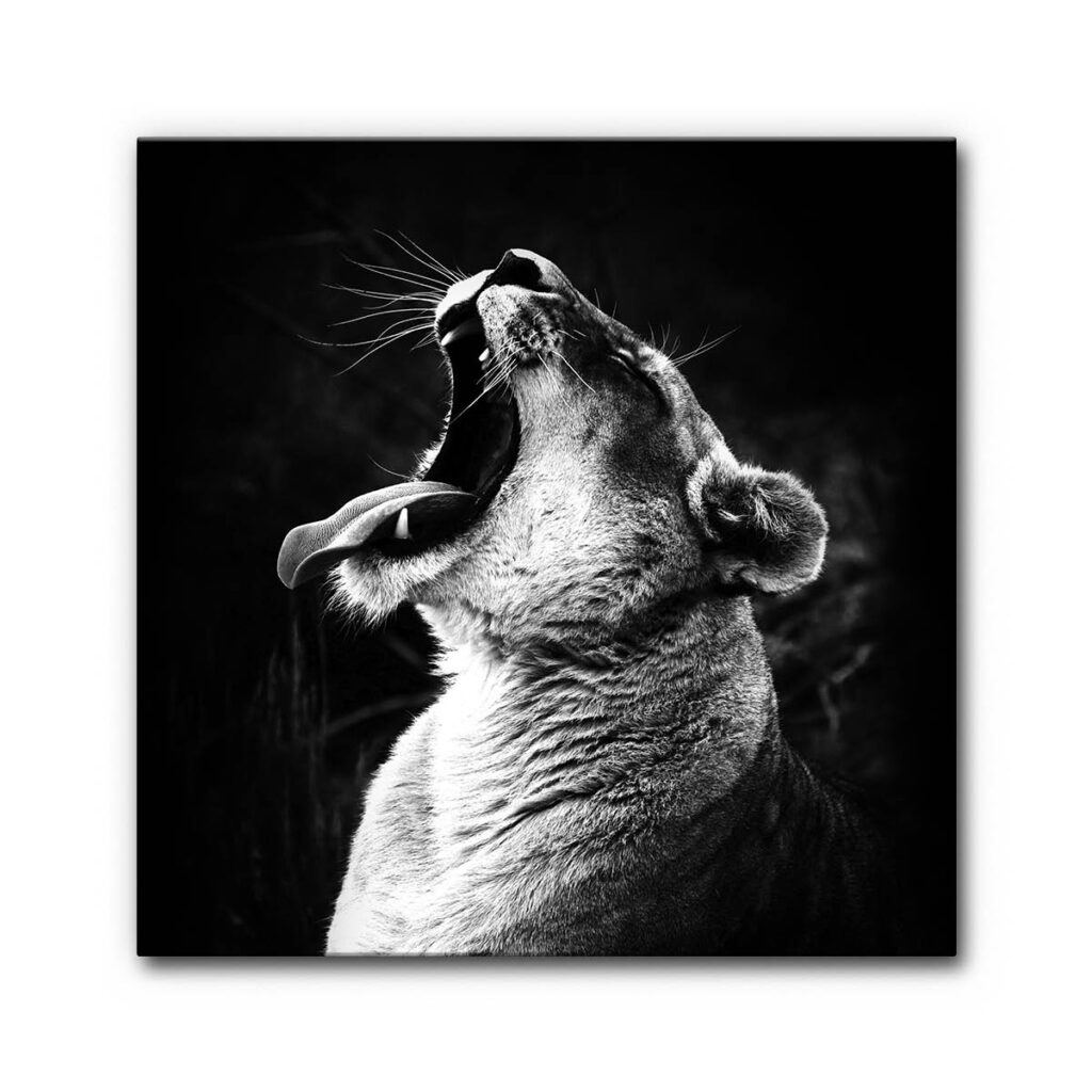 Akustikbild Brüllender Löwe 2