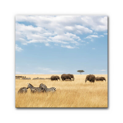 Akustikbild Zebras und Elefanten