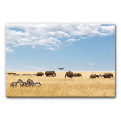 Schallabsorber Akustikbild Zebras und Elefanten im Format 120 x 80 cm