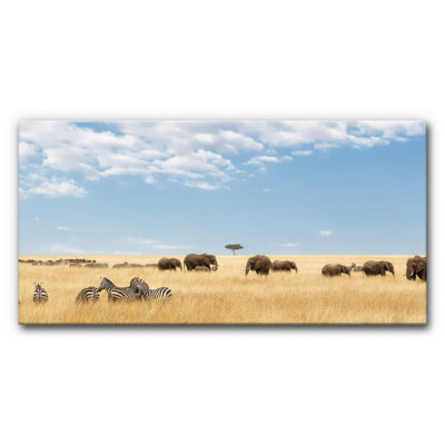 Akustikbild Zebras und Elefanten