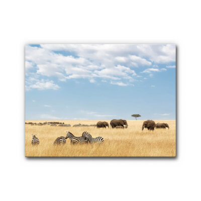 Akustikbild Zebras und Elefanten