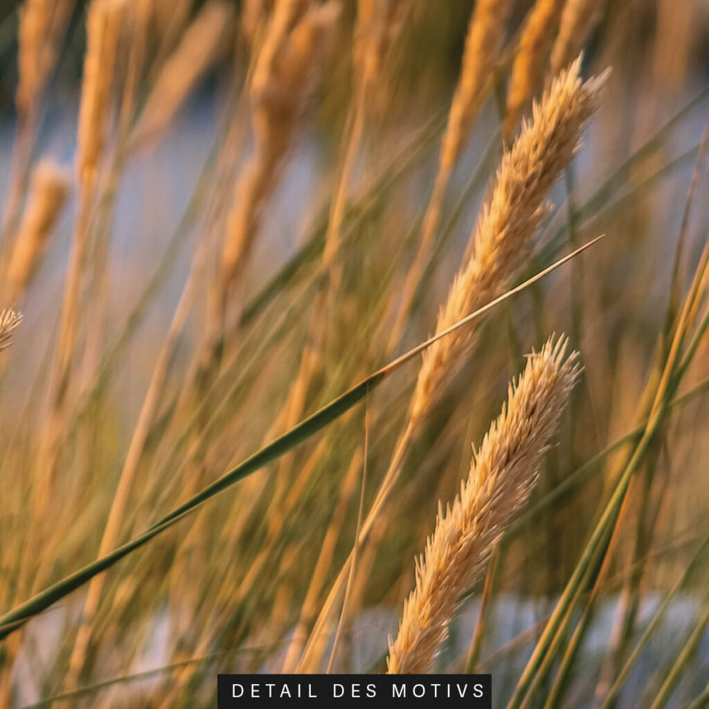 Akustikbild Gräser 3