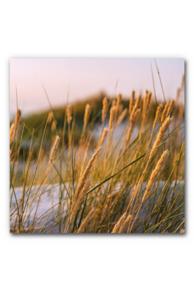 Akustikbild Gräser 3