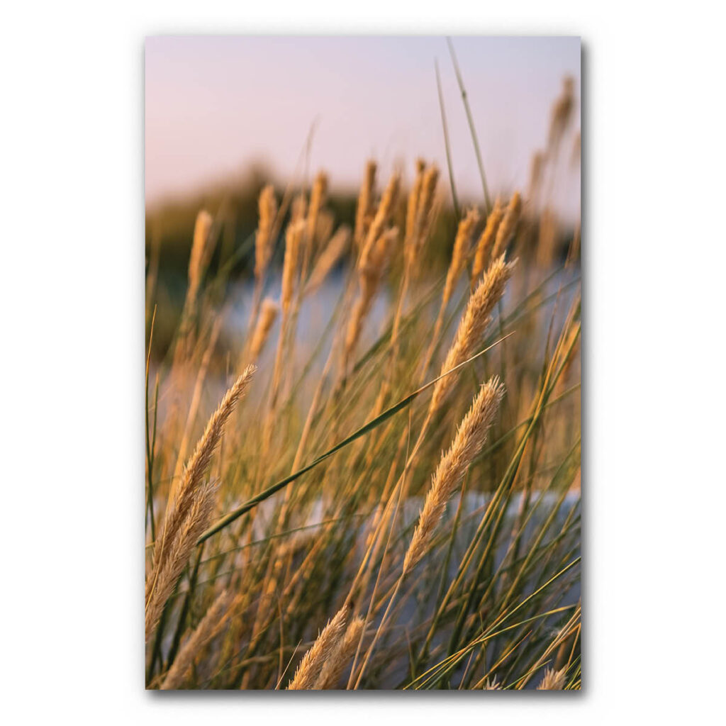 Akustikbild Gräser 3