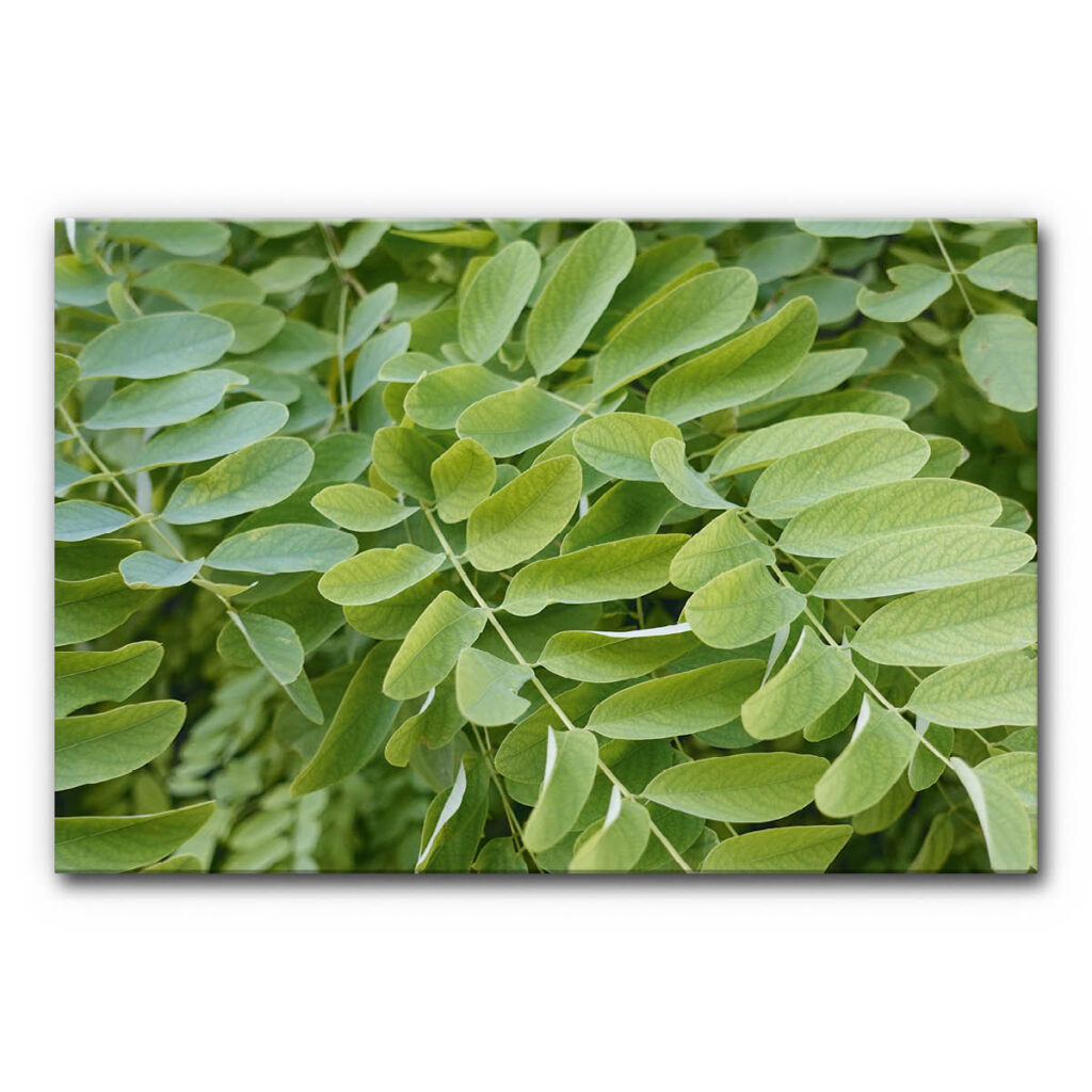 Akustikbild Blättertanz