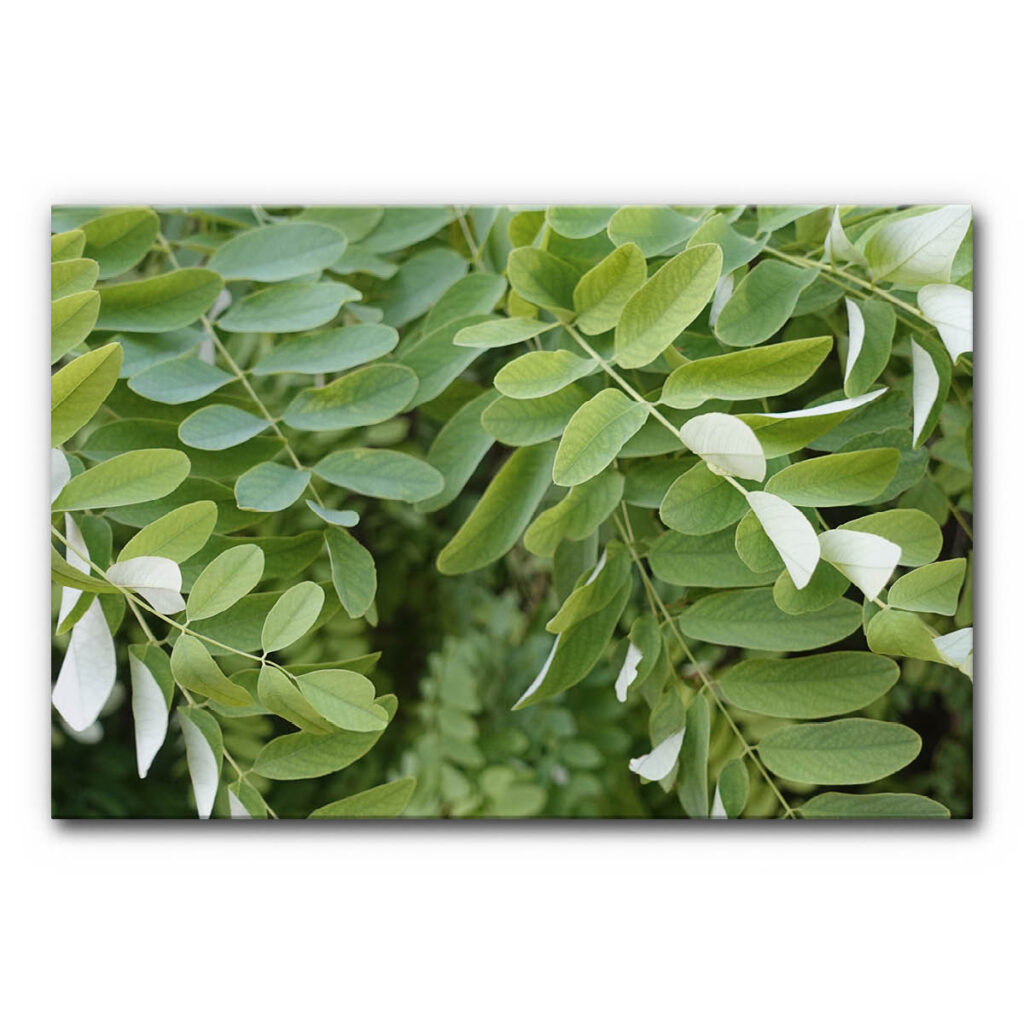 Akustikbild Blättertanz 2