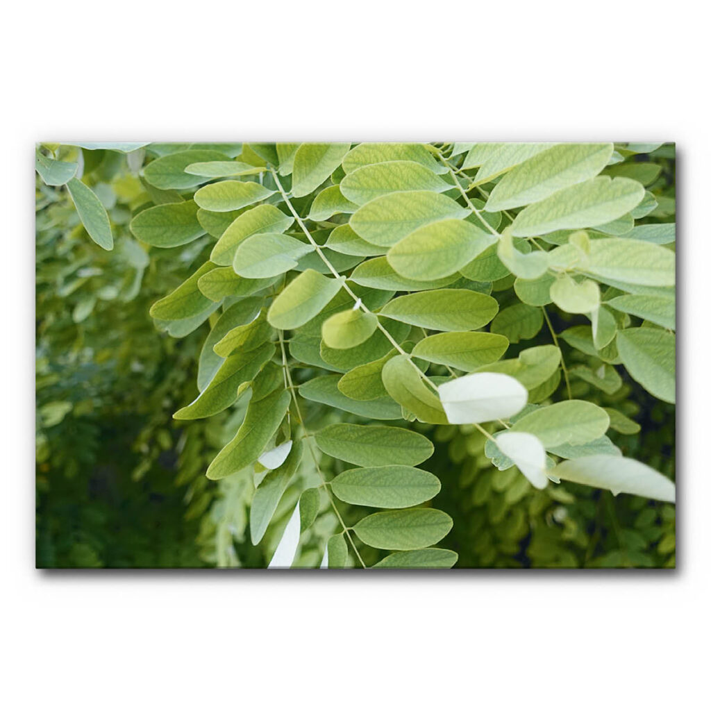 Akustikbild Blättertanz 3