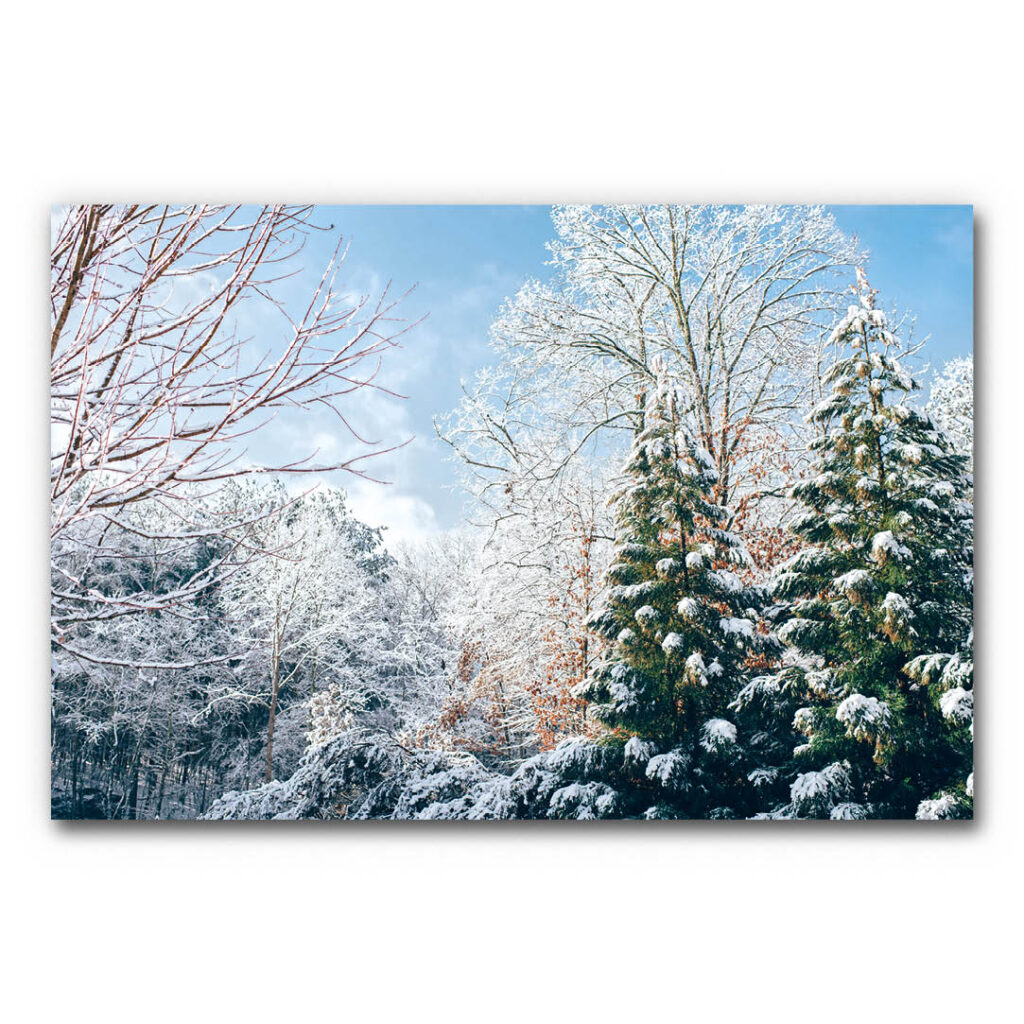 Akustikbild Winterwald 3 - Ein Foto eines winterlichen