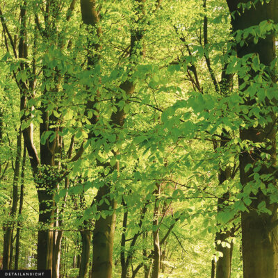 Akustikbild Wald (2/3)