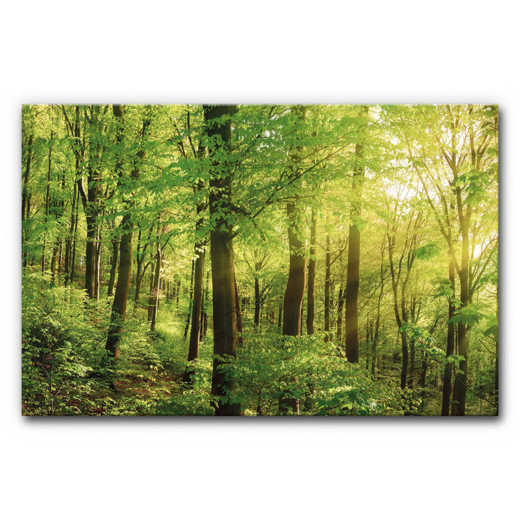 Akustikbild Wald mit Sonnenstrahlen