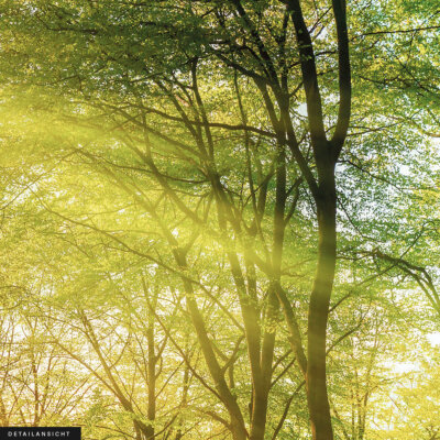 Akustikbild Wald (3/3)