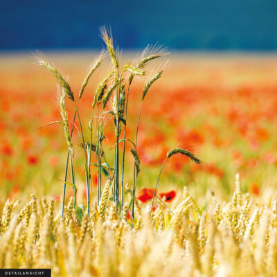 Akustikbild Kornfeld 2