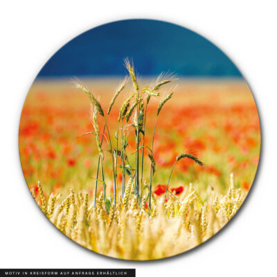 Akustikbild Kornfeld 2