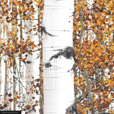 Akustikbild Goldener Birkenwald – Bild 2