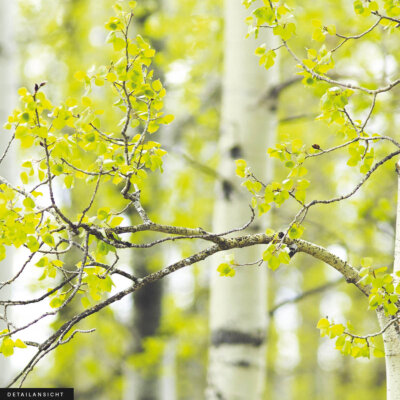 Akustikbild Birke IV