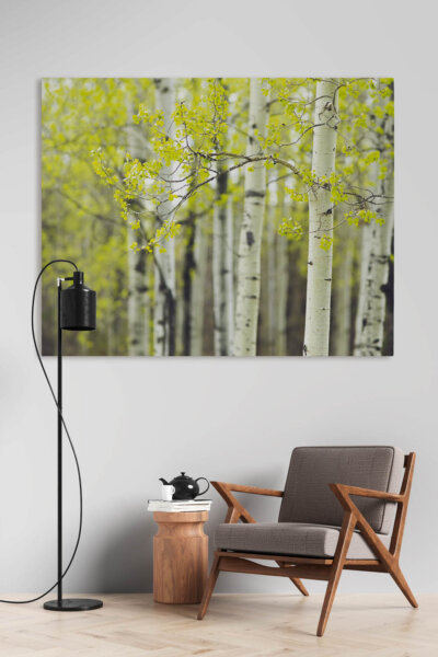 Akustikbild Birke IV