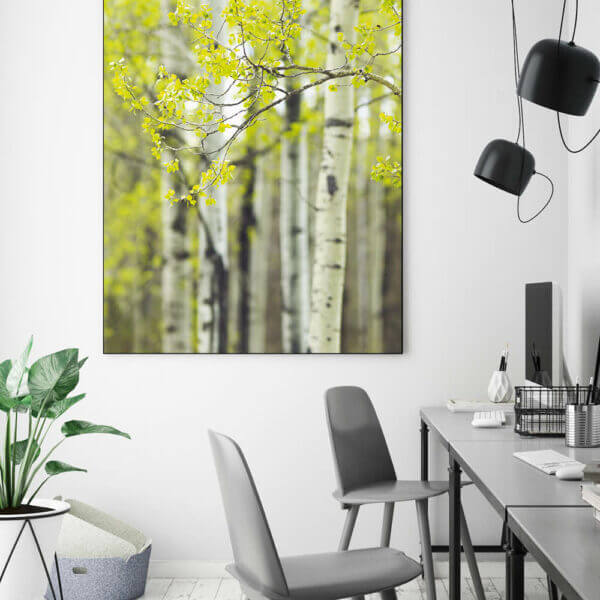 Akustikbild Birke IV