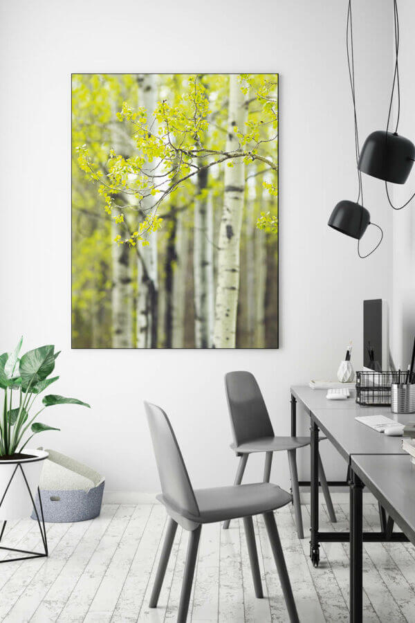 Akustikbild Birke IV