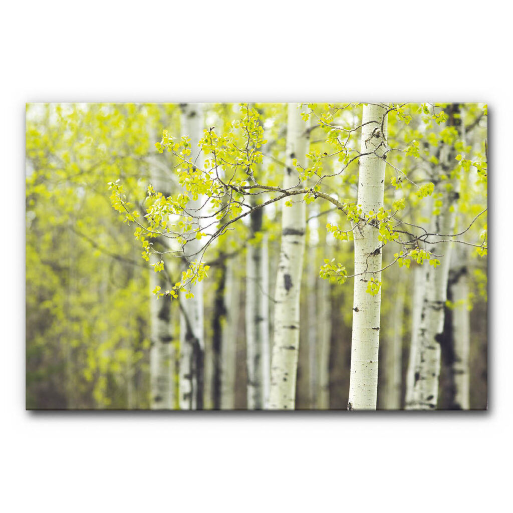 Akustikbild mit Birkenstämmen