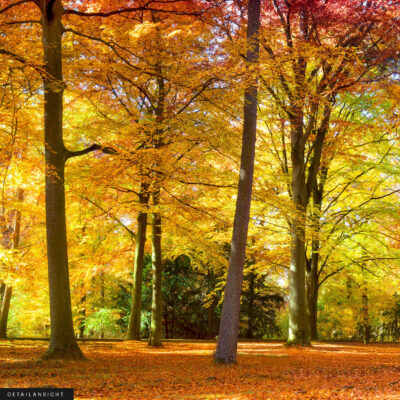Akustikbild Herbstwald 4 – Bild 2