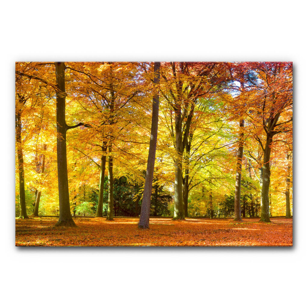 Design Akustikbild Herbstfarben mit lichten Baumstämmen und herbstlichem Laub in Gelb- und Orangetönen, sonnendurchfluteter Wald mit Laubteppich, schallminderndes Wandbild zur Raumakustik.