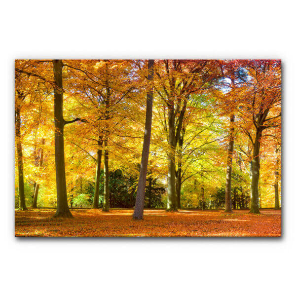 Schallschutz Akustikbild Herbstwald IV im Format 120x80