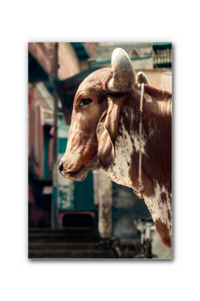 Akustikbild Holy Cow