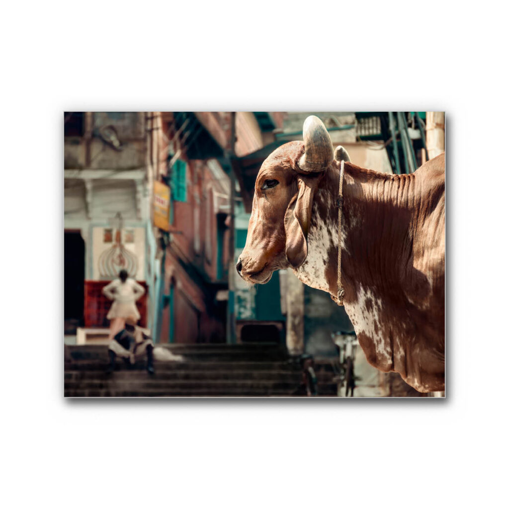 Akustikbild Holy Cow