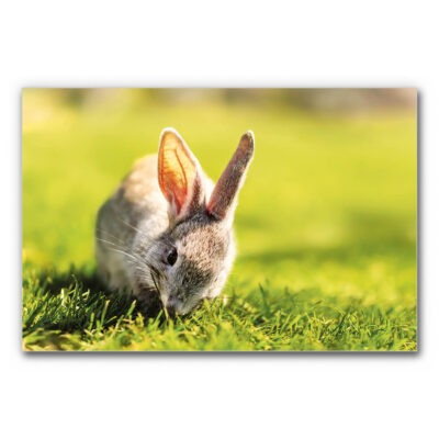 Akustikbild Knabberhase zeigt ein Kaninchen