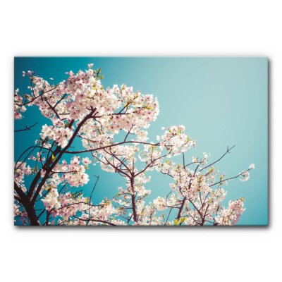 Akustikbild Kirschblüte III