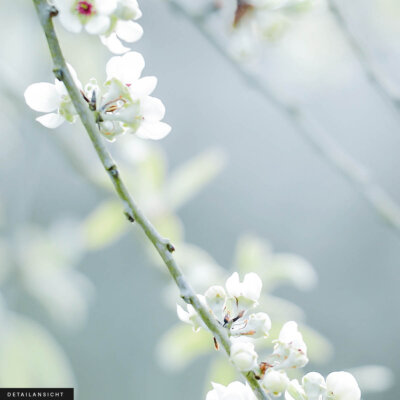 Akustikbild Frühling