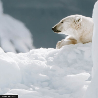 Akustikbild Eisbär