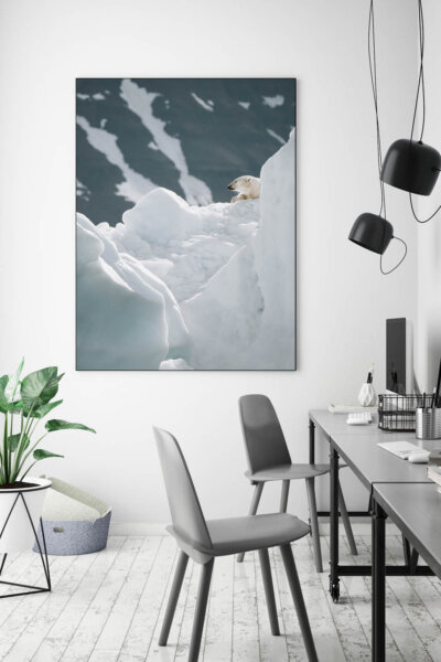 Akustikbild Eisbär