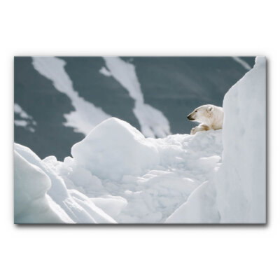Akustikbild Eisbär