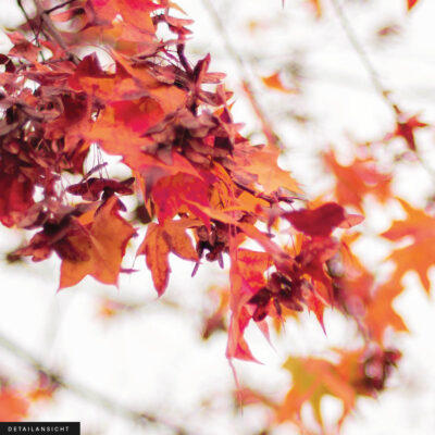 Akustikbild Red Leaves on White – Bild 2