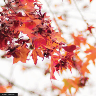 Akustikbild Red Leaves on White