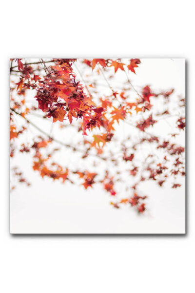 Akustikbild Red Leaves on White