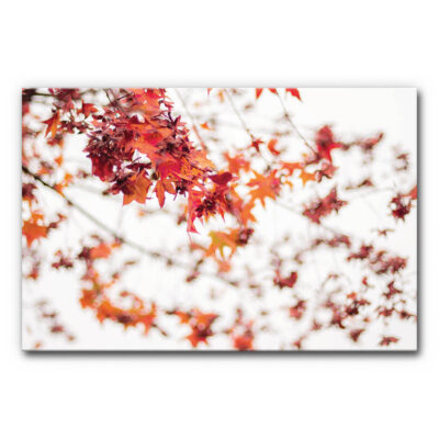 Akustikbild Red Leaves on White
