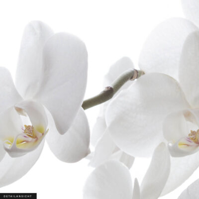 Akustikbild Orchidee 2 – Bild 2