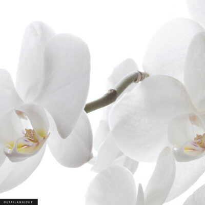 Akustikbild Orchidee 2