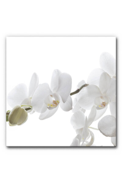 Akustikbild Orchidee 2