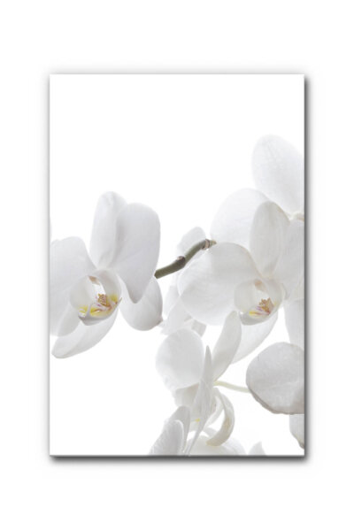Akustikbild Orchidee 2
