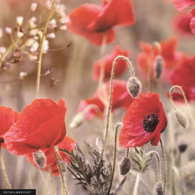 Akustikbild Wiese mit Mohn
