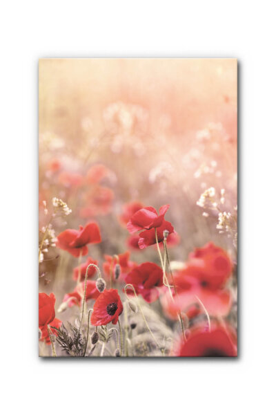 Akustikbild Wiese mit Mohn