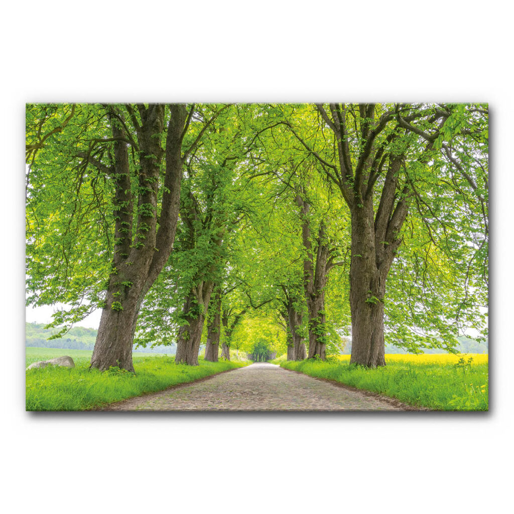 Akustikbild mit Baumallee