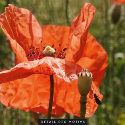 Akustikbild Mohnblüte