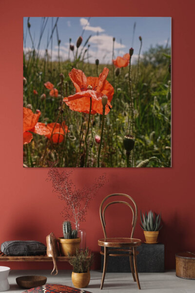 Akustikbild Mohnblüte