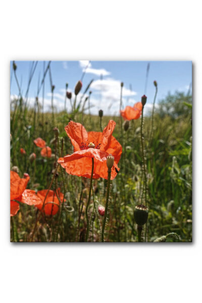 Akustikbild Mohnblüte