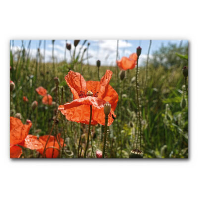 Akustikbild Mohnblüte